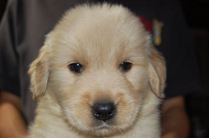 ゴールデンレトリバーの子犬の写真200905232