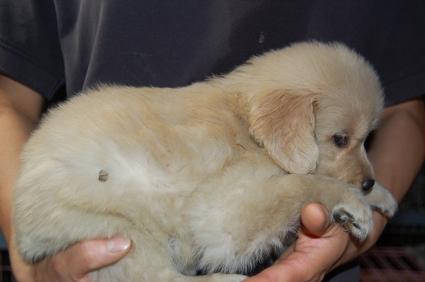 ゴールデンレトリバーの子犬の写真200905232-2