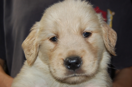 ゴールデンレトリバーの子犬の写真200905233