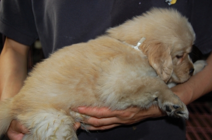 ゴールデンレトリバーの子犬の写真200905233-2