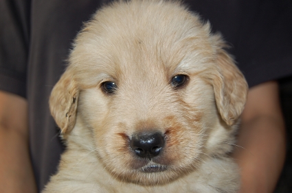 ゴールデンレトリバーの子犬の写真200905231