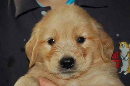 2009年7月31日産まれのゴールデンレトリバー子犬の写真