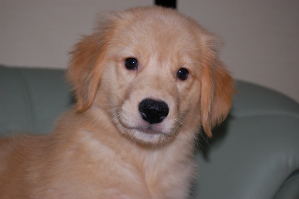 ゴールデンレトリバーの子犬の写真200907312