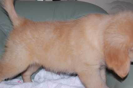 ゴールデンレトリバーの子犬の写真200907312-2