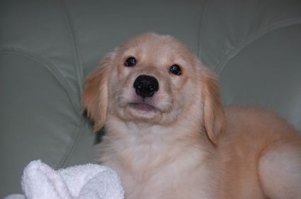 ゴールデンレトリバーの子犬の写真200907311
