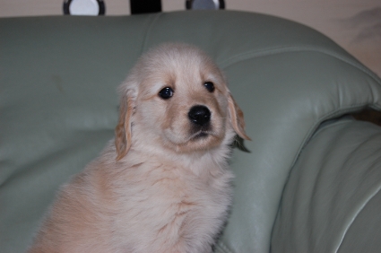 2009年9月15日生まれのゴールデンレトリバー子犬の写真