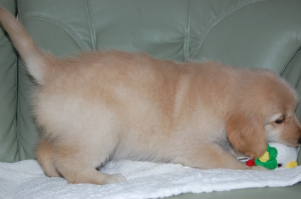 ゴールデンレトリバーの子犬の写真200909101-2