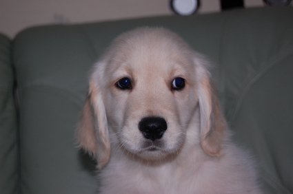 ゴールデンレトリバーの子犬の写真200909101