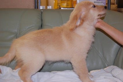 ゴールデンレトリバーの子犬の写真200909152-2