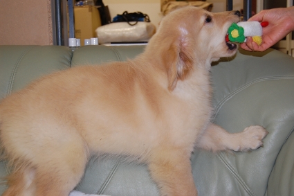 ゴールデンレトリバーの子犬の写真200909151-2