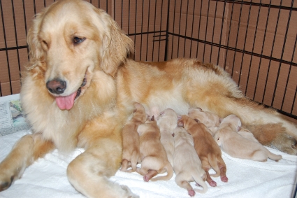 2010年5月4日生まれのゴールデンレトリバー子犬の写真