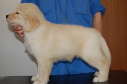 ゴールデンレトリバーの子犬の写真201005045-2