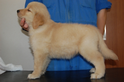 ゴールデンレトリバーの子犬の写真201005046-2