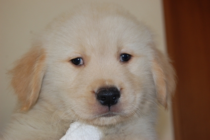 ゴールデンレトリバーの子犬の写真201005043
