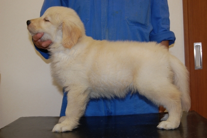 ゴールデンレトリバーの子犬の写真201005042-2
