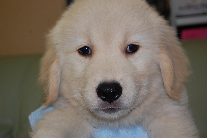 ゴールデンレトリバーの子犬の写真201005041