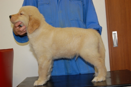 ゴールデンレトリバーの子犬の写真201005044-2
