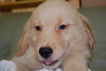 ゴールデンレトリバーの子犬の写真201005044