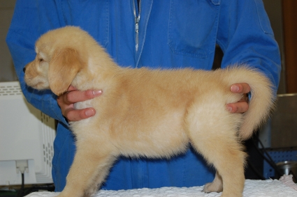 ゴールデンレトリバーの子犬の写真201008191-2