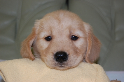 ゴールデンレトリバーの子犬の写真201008194