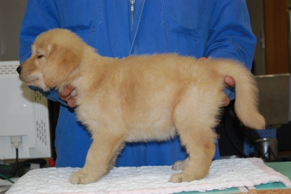 ゴールデンレトリバーの子犬の写真201008194-2