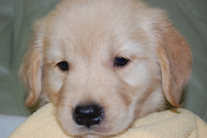 ゴールデンレトリバーの子犬の写真201008191