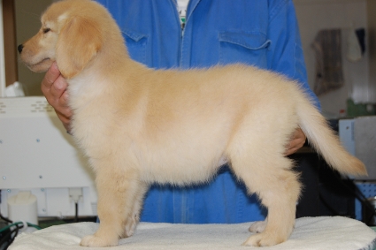 ゴールデンレトリバーの子犬の写真201008197-2