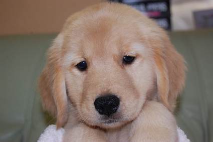 ゴールデンレトリバーの子犬の写真201008198