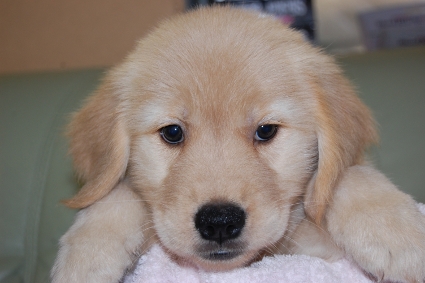 ゴールデンレトリバーの子犬の写真201008199