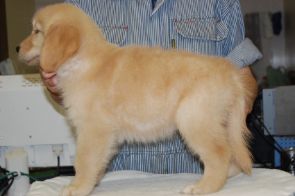ゴールデンレトリバーの子犬の写真201008192-2