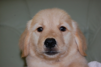 ゴールデンレトリバーの子犬の写真201008193