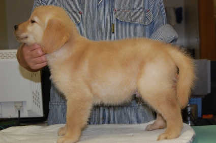 ゴールデンレトリバーの子犬の写真201008193-2