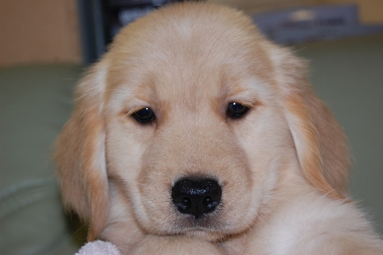 ゴールデンレトリバーの子犬の写真201008195