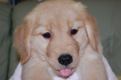 ゴールデンレトリバーの子犬の写真201008196