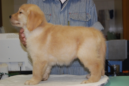 ゴールデンレトリバーの子犬の写真201008196-2