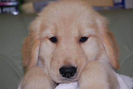 ゴールデンレトリバーの子犬の写真201008192