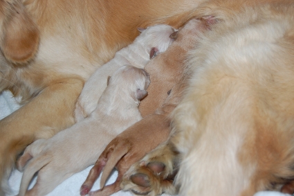 2011年1月23日生まれのゴールデンレトリバー子犬の写真