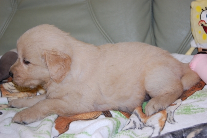 ゴールデンレトリバーの子犬の写真201101235-2