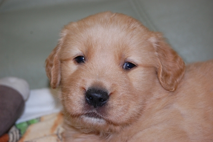 ゴールデンレトリバーの子犬の写真201101231
