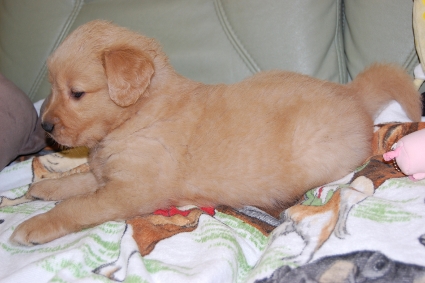 ゴールデンレトリバーの子犬の写真201101231-2