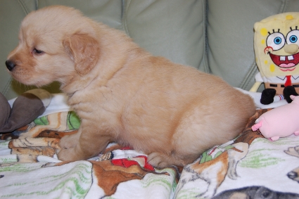 ゴールデンレトリバーの子犬の写真201101233-2