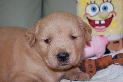 ゴールデンレトリバーの子犬の写真201101234