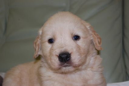 ゴールデンレトリバーの子犬の写真201101235