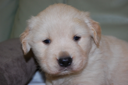 ゴールデンレトリバーの子犬の写真201101232