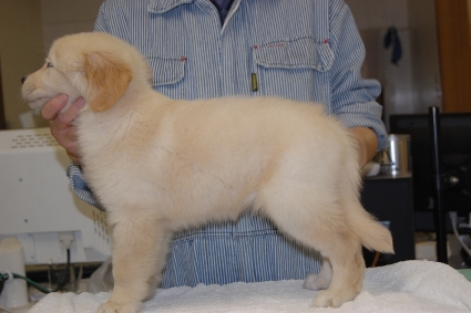 ゴールデンレトリバーの子犬の写真201101236-2