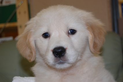 ゴールデンレトリバーの子犬の写真201101236