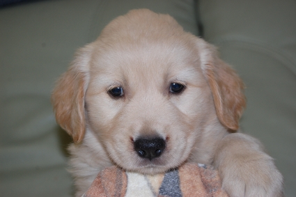 ゴールデンレトリバーの子犬の写真201108226