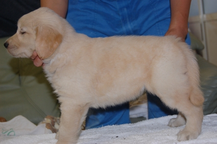 ゴールデンレトリバーの子犬の写真201108226-2