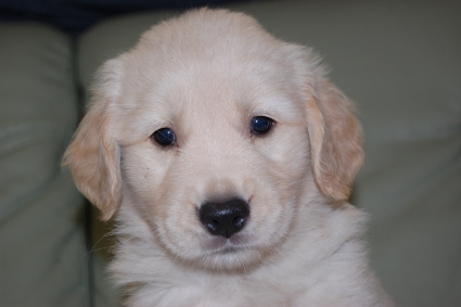 ゴールデンレトリバーの子犬の写真201108222