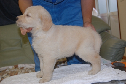 ゴールデンレトリバーの子犬の写真201108222-2